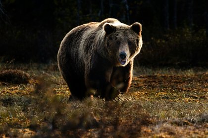 Фото поста канала  Лента Новостей