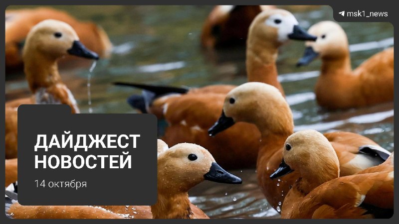 Фото поста канала MSK1.RU | Новости Москвы | Россия