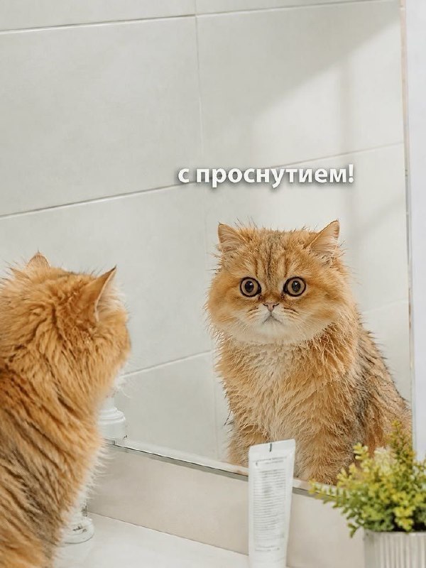 Фото поста канала  КРЫМИНФОРУМ🇿 🇴 🇻