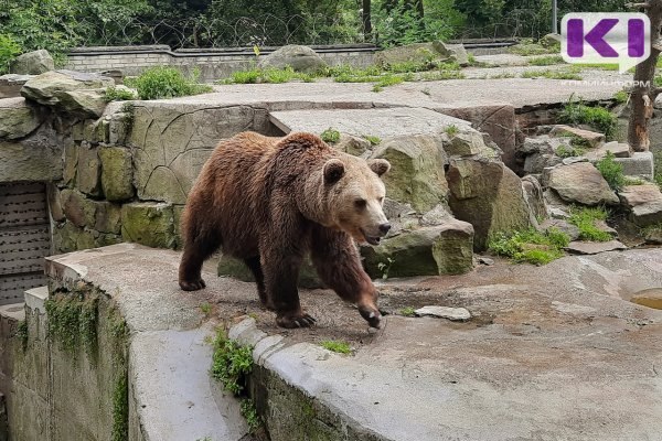 Фото поста канала  Мониторинг 11 Республика Коми