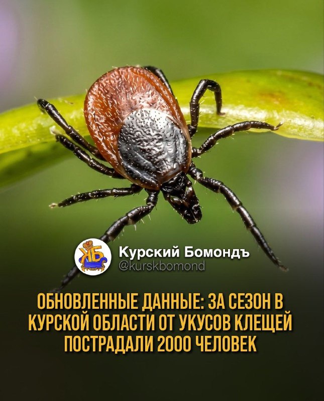 Фото поста канала  КУРСКИЙ БОМОНДЪ