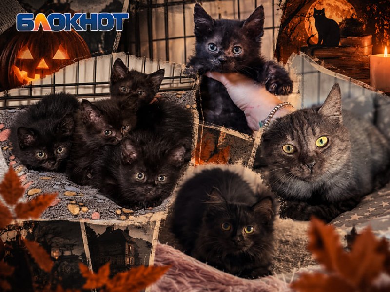 Фото поста канала  Блокнот Ростов