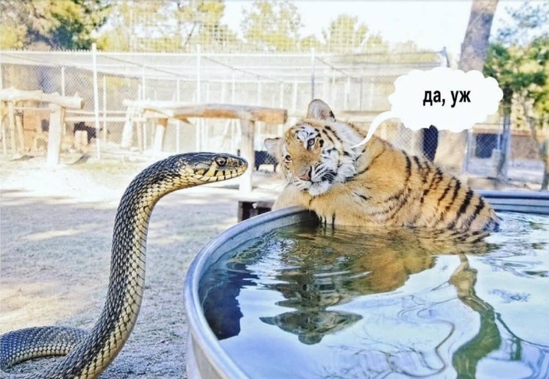Фото поста канала Мой и твой Воронеж