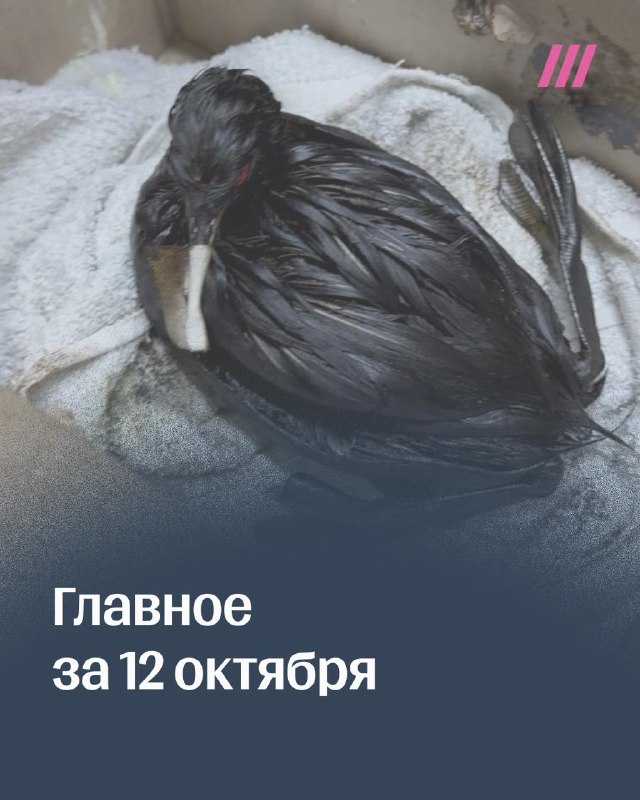 Фото поста канала Дождь