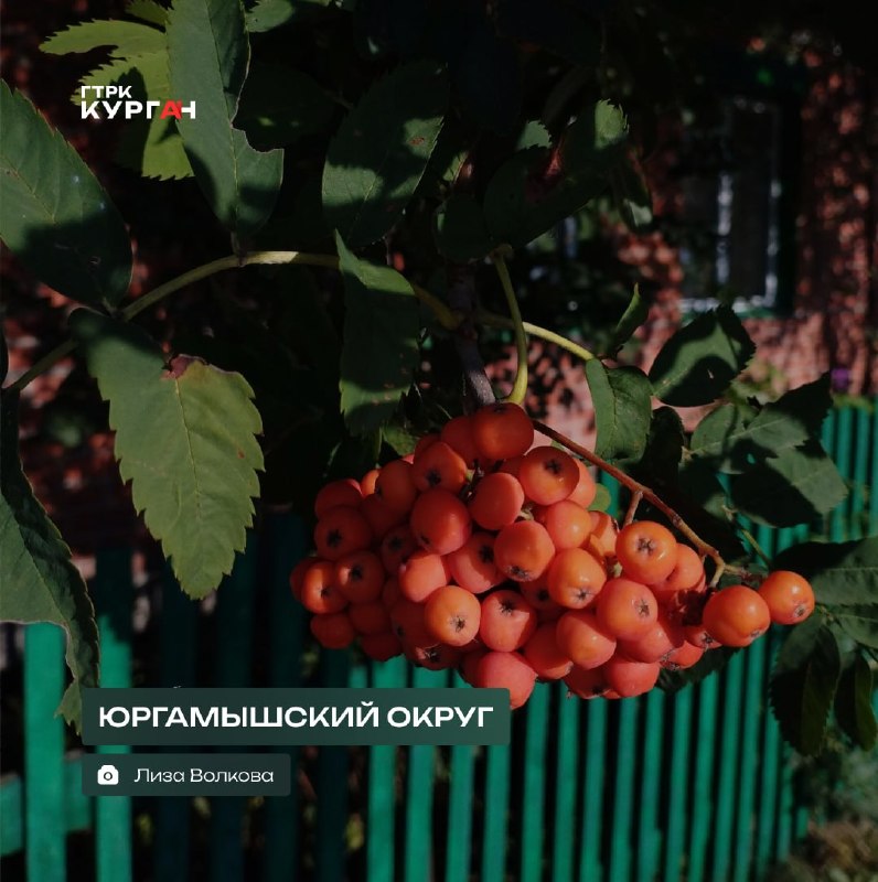 Фото поста канала  Мониторинг 45 Курганская область