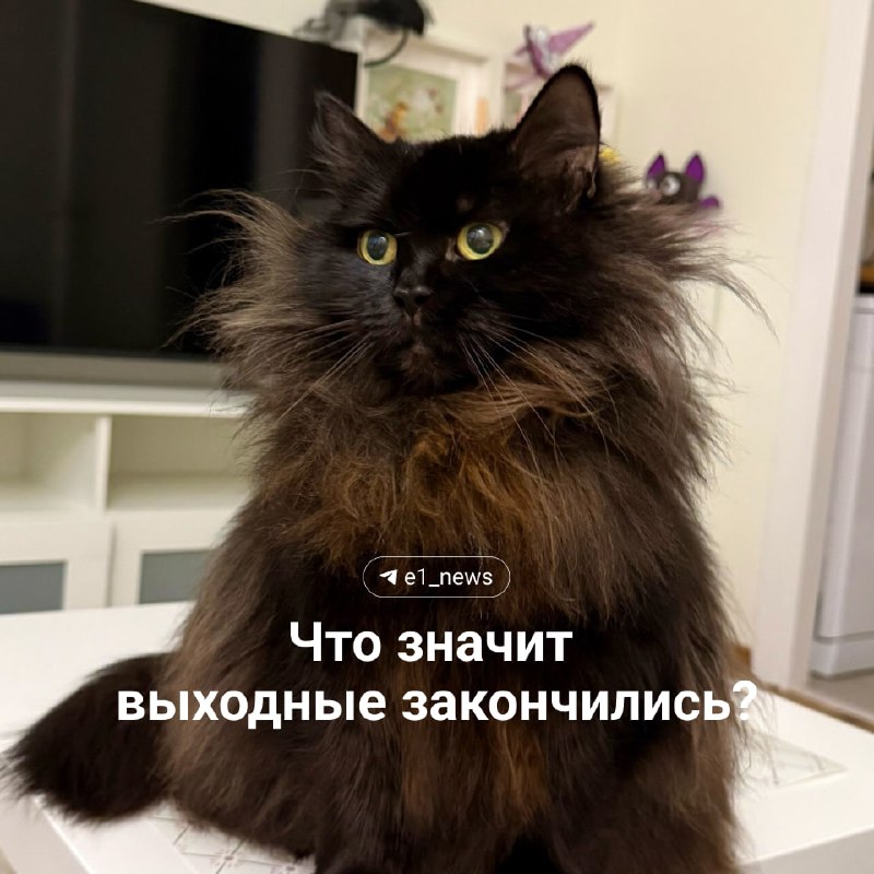 Фото поста канала  E1.RU | Новости Екатеринбурга