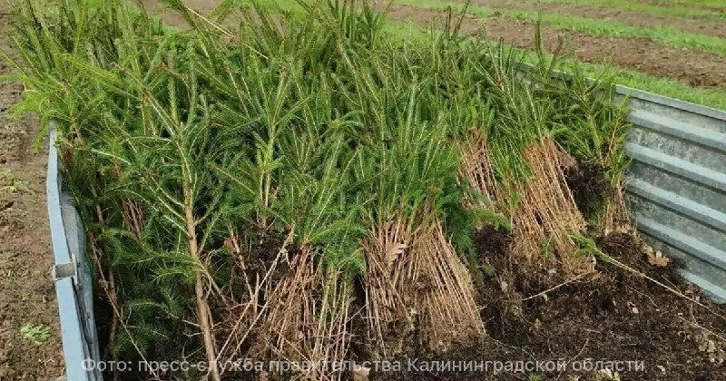 Фото поста канала  Клопс