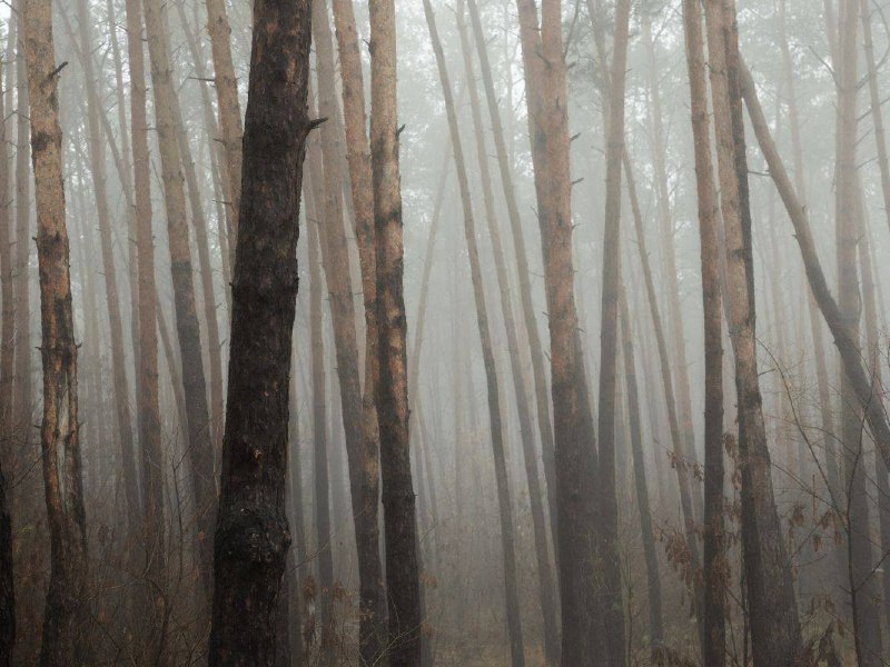 Фото поста канала  Жесть Воронеж