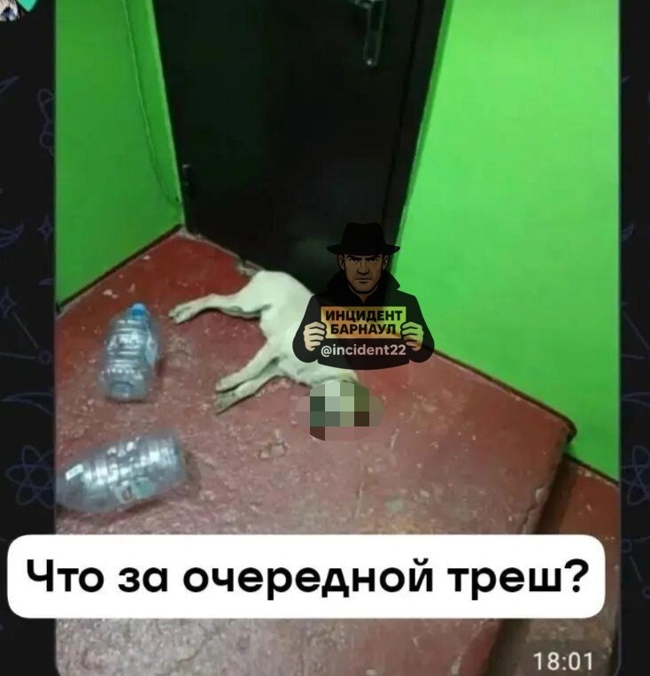 Фото поста канала  Инцидент Барнаул