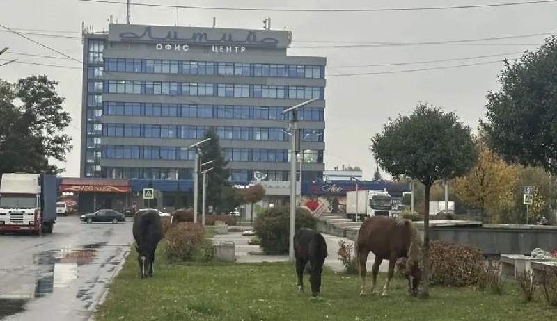 Фото поста канала  Орловские новости