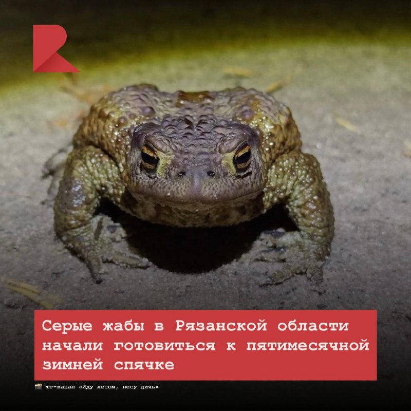 Фото поста канала RZN LIFE | ЖИЗНЬ РЯЗАНИ | РЯЗАНЬ