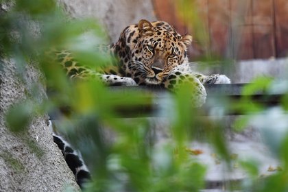 Фото поста канала  Лента Новостей