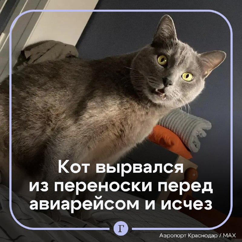 Фото поста канала  Газета.Ru