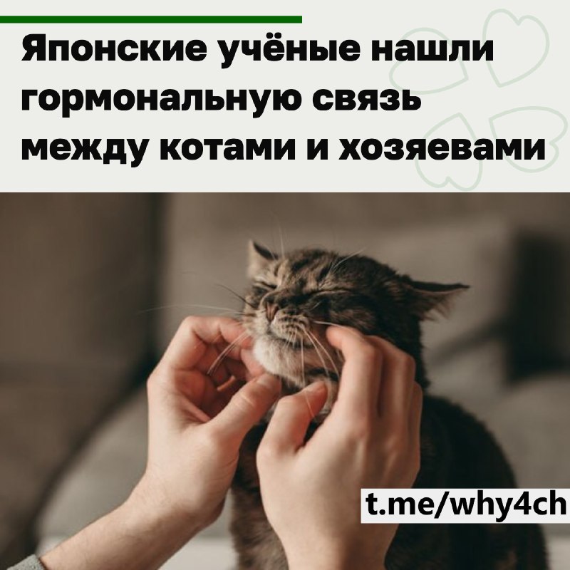 Фото поста канала 4ch