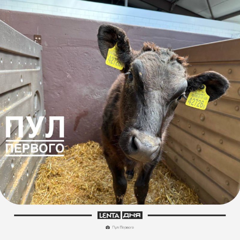 Фото поста канала Лента дня