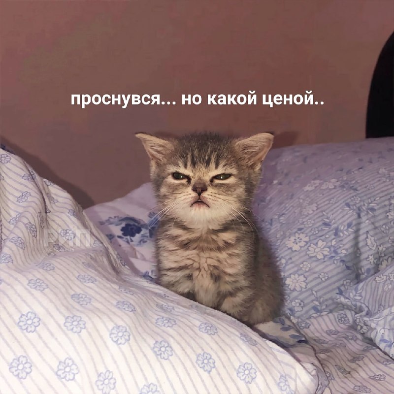 Фото поста канала  Рифмы и Панчи 🤯
