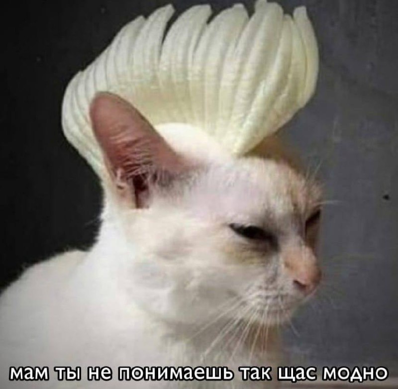 Фото поста канала мемы про котов