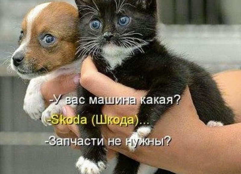 Фото поста канала  ПоZывной Панда✊