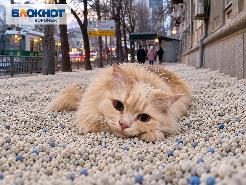 Фото поста канала  Блокнот Воронеж