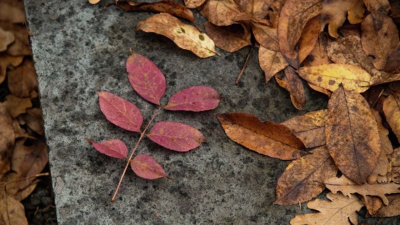Фото поста канала  Лента новостей Крыма Z Новости Крыма