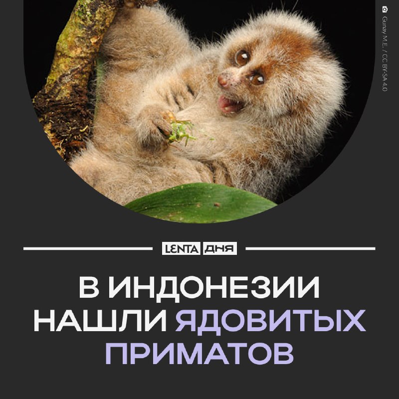 Фото поста канала Лента дня