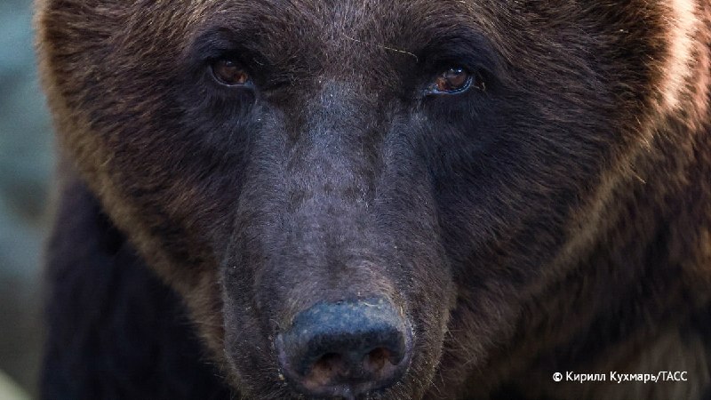 Фото поста канала  СВО на Украине