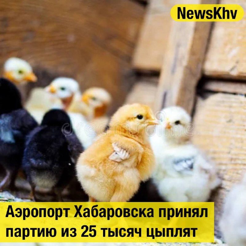 Фото поста канала  NewsKhv