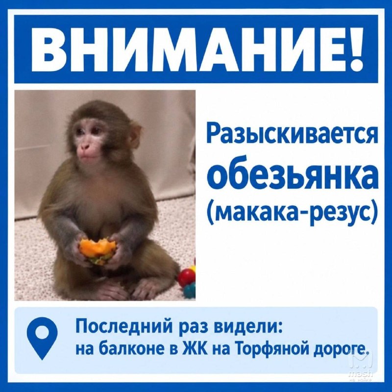 Фото поста канала  Mash на Мойке