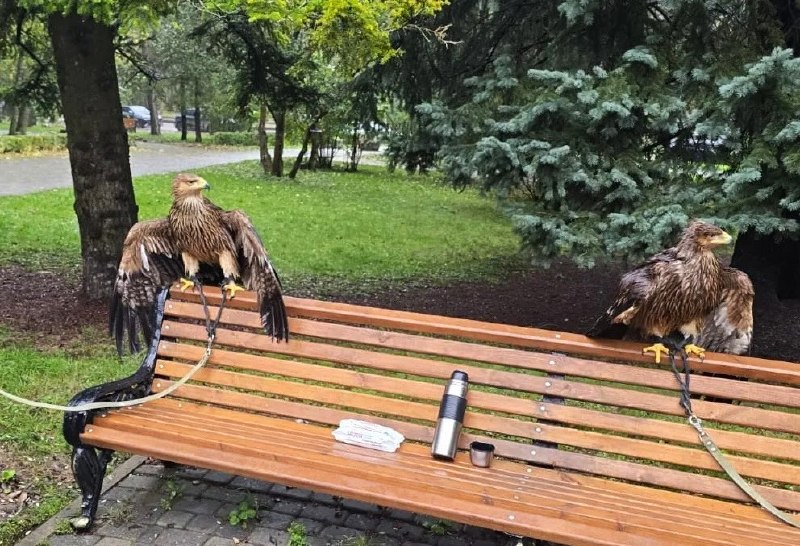 Фото поста канала  Южная служба новостей