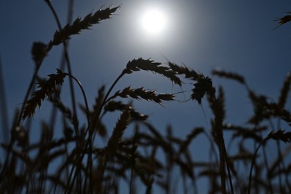 Фото поста канала  Лента Новостей