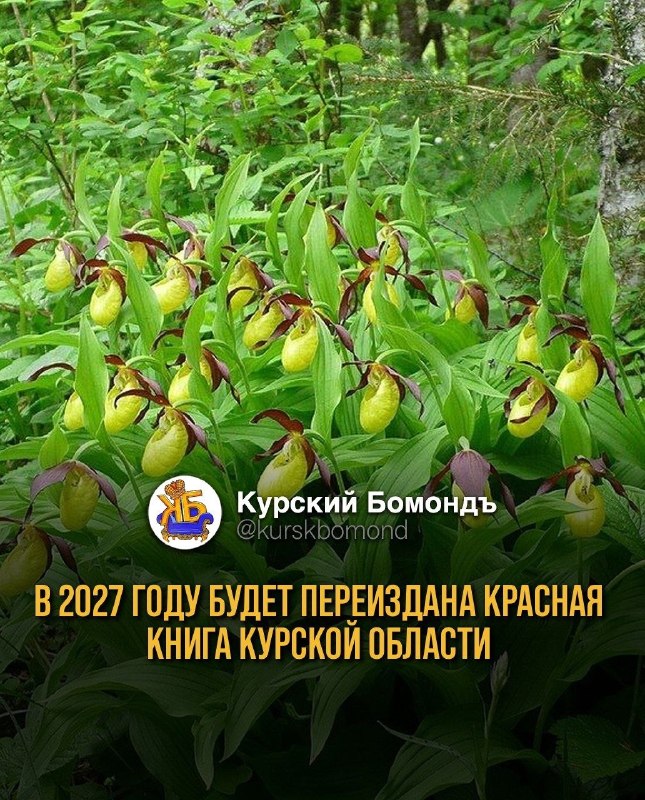 Фото поста канала  Сумское направление