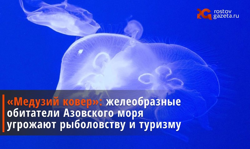 Фото поста канала  RostovGazeta.ru | Ростовская область