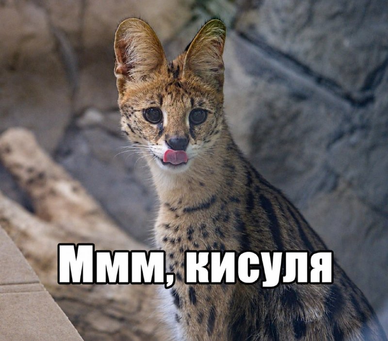 Фото поста канала  Мониторинг 66 Свердловская область