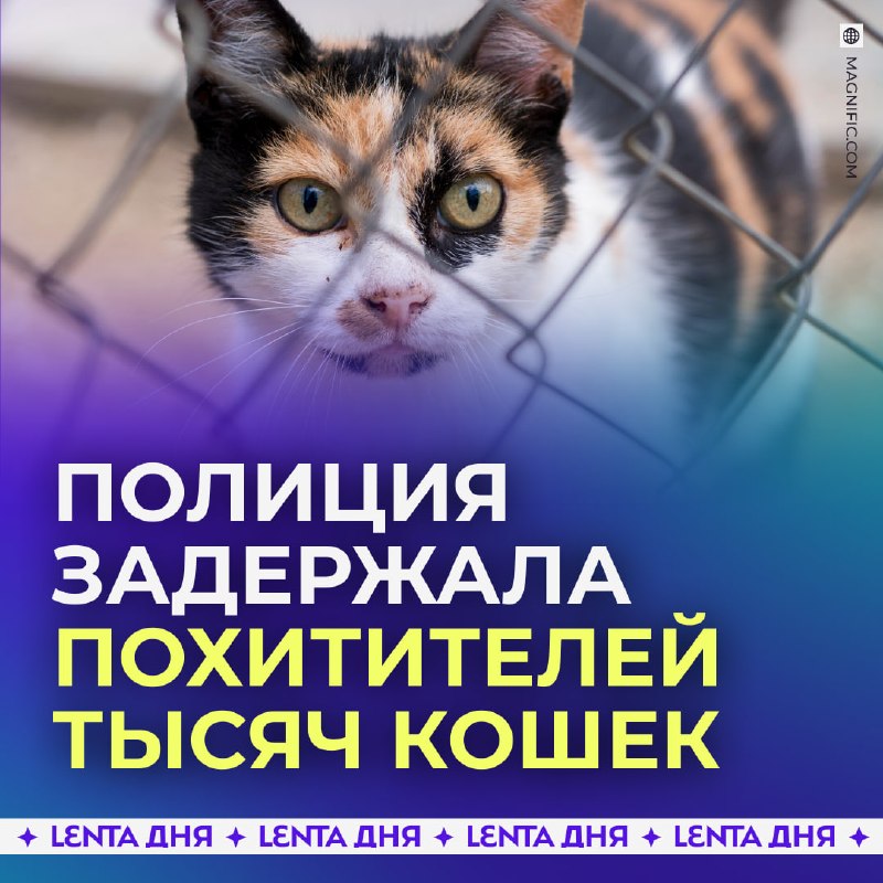 Фото поста канала Лента дня