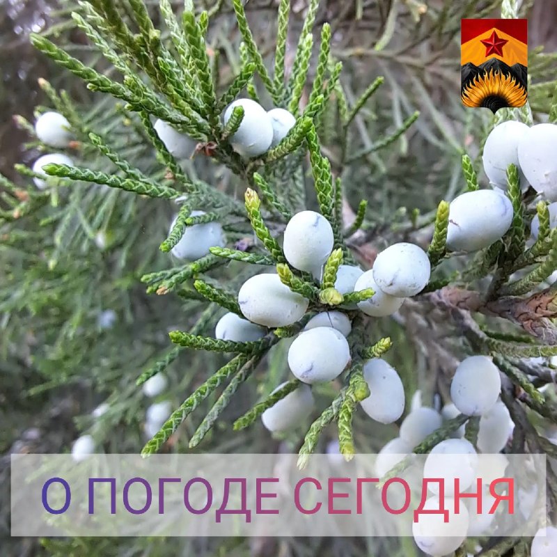 Фото поста канала Лента новостей ДНР | Z ТГ_ТЕСТ