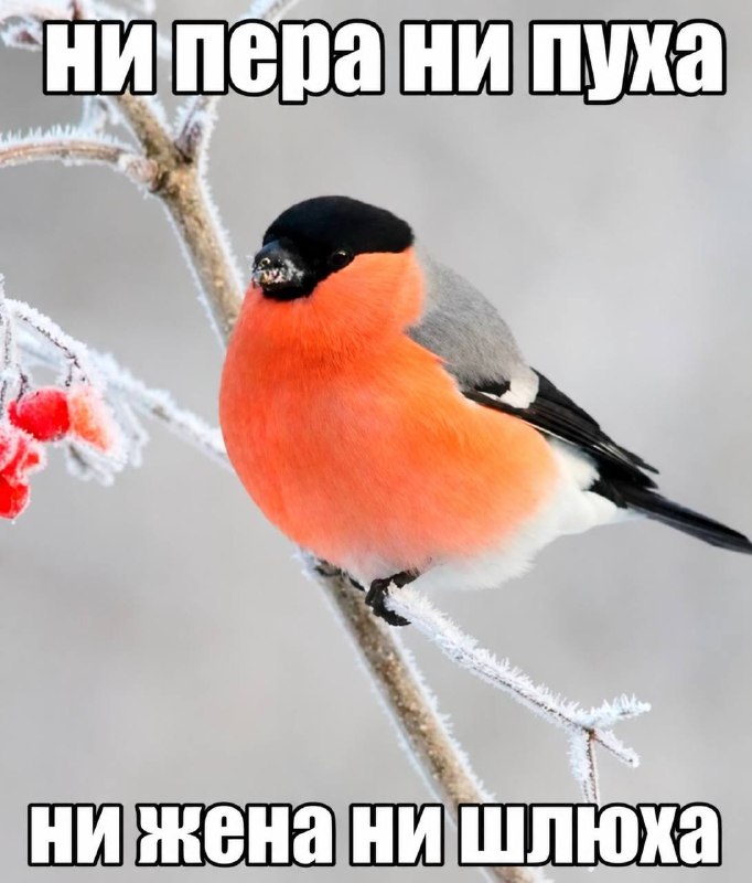 Фото поста канала FEMALE MEMES