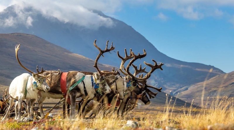 Фото поста канала  Ямал-Медиа | Салехард | Надым | Новый Уренгой | Ноябрьск