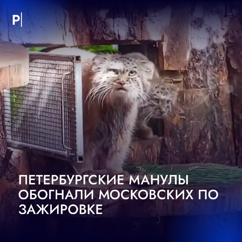 Фото поста канала  PostNews