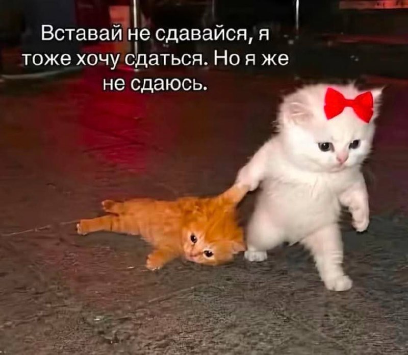 Фото поста канала FEMALE MEMES