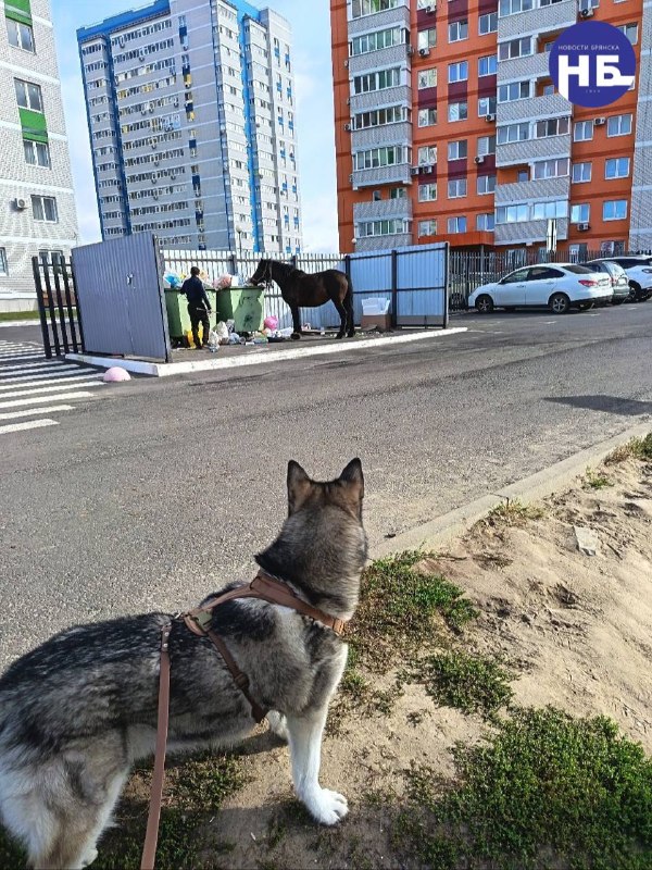 Фото поста канала  НОВОСТИ БРЯНСКА
