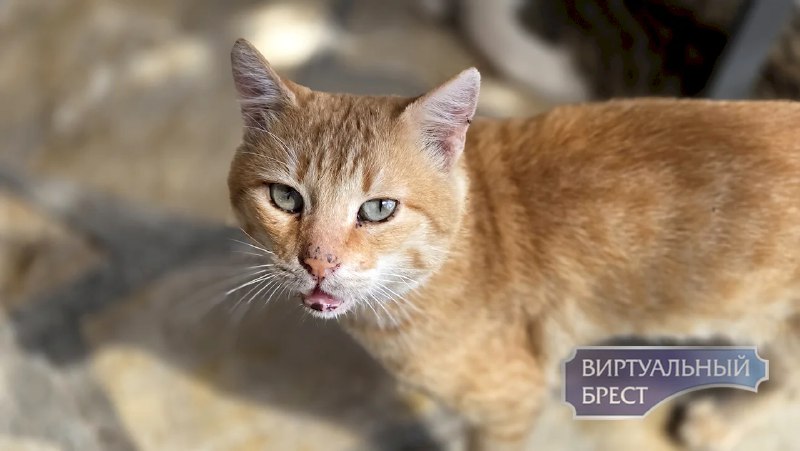 Фото поста канала  Виртуальный Брест новости