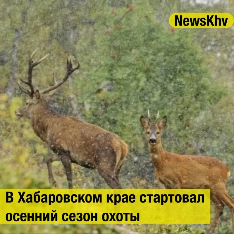 Фото поста канала  NewsKhv