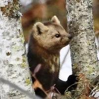 Фото поста канала  Администрация Северобайкальска