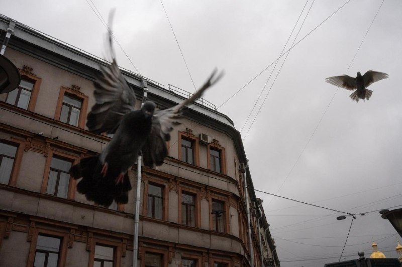 Фото поста канала  Бумага: всё о Петербурге