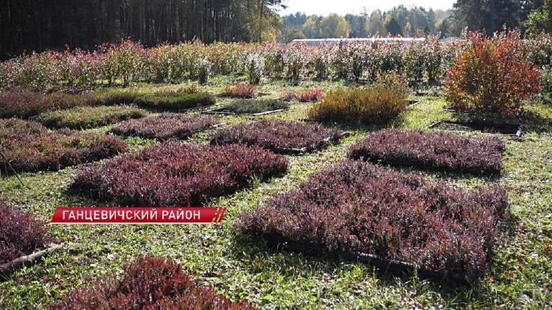 Фото поста канала  Виртуальный Брест новости
