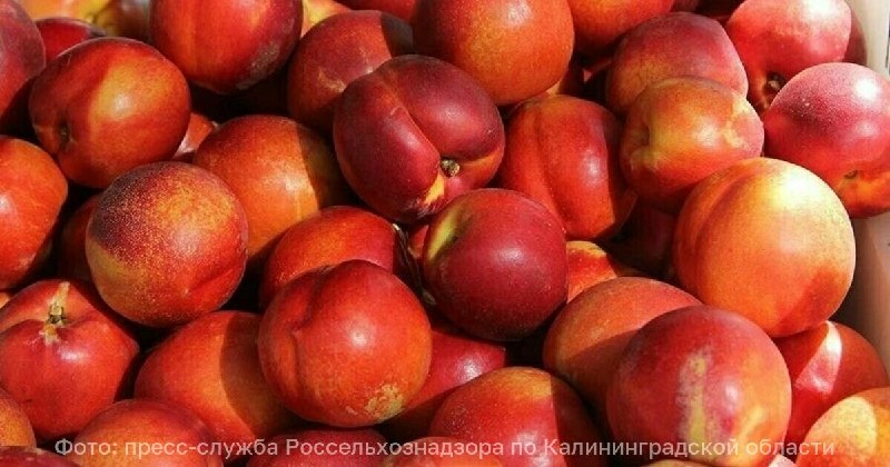 Фото поста канала  Клопс
