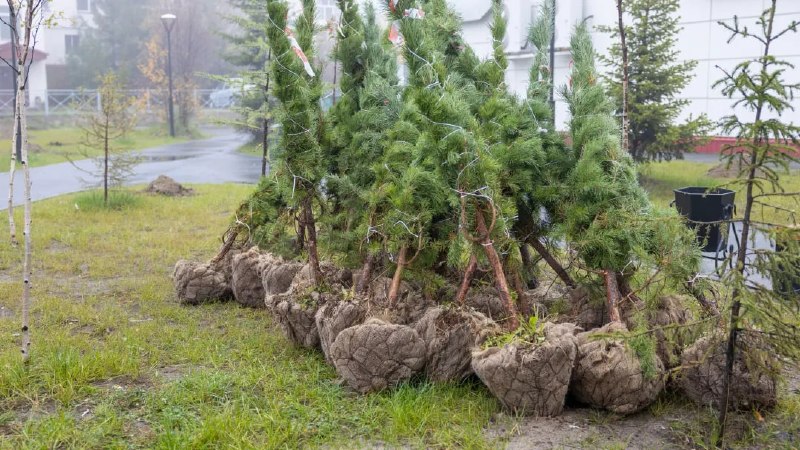 Фото поста канала  Ямал-Медиа | Салехард | Надым | Новый Уренгой | Ноябрьск