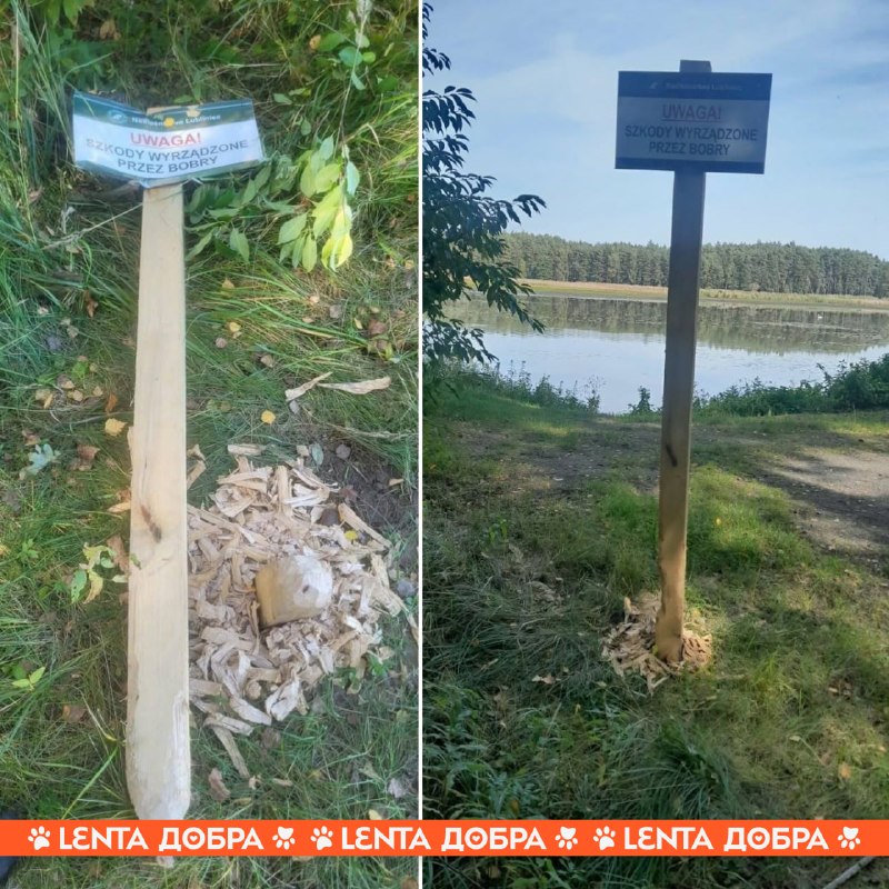 Фото поста канала Лента дня