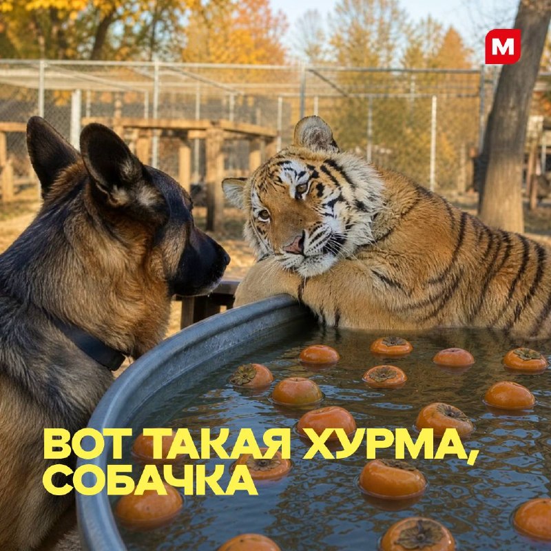 Фото поста канала Магнит