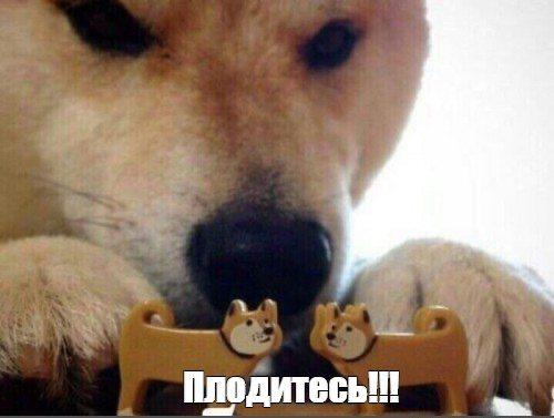 Фото поста канала  Соловьиный Помёт